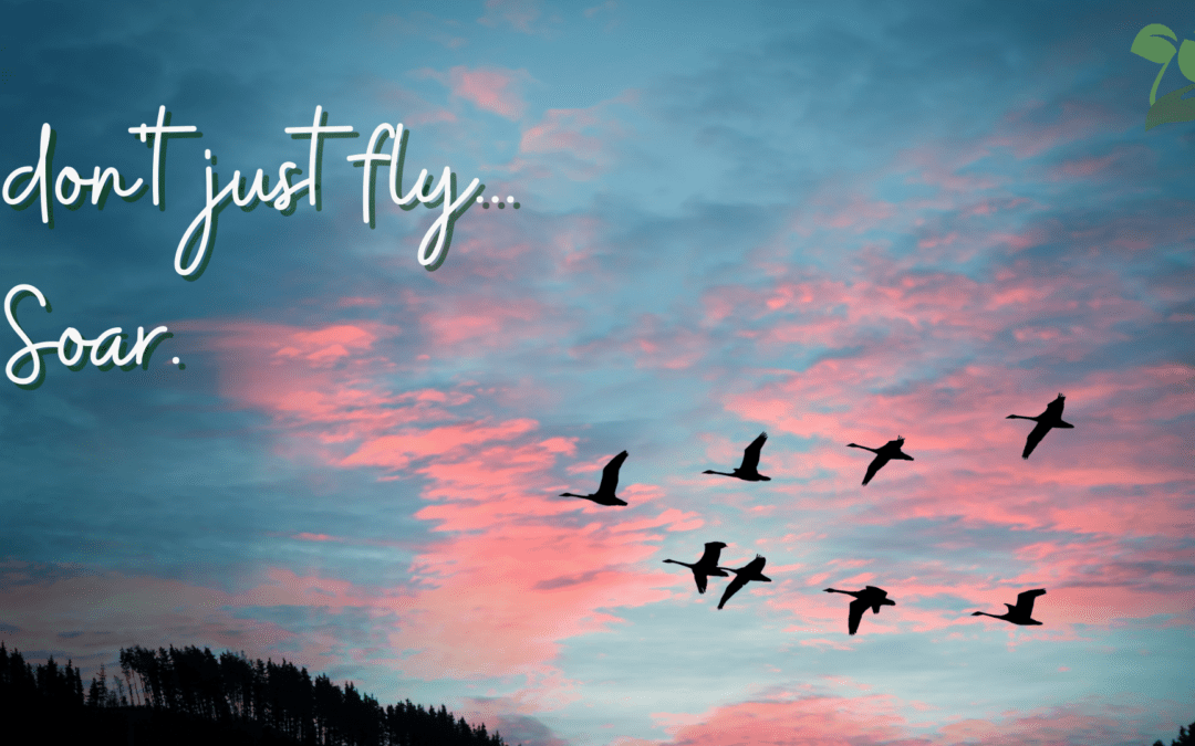 don't just fly soar